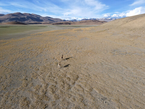 Drone aerial of Tibetan wild ass running across arid plateau landscape, Ngari Tibet