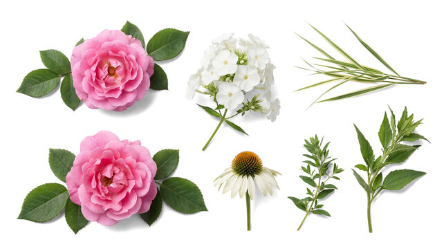 A beautiful raster photograph displaying an assortment of fresh pink roses, white phlox, a coneflower.