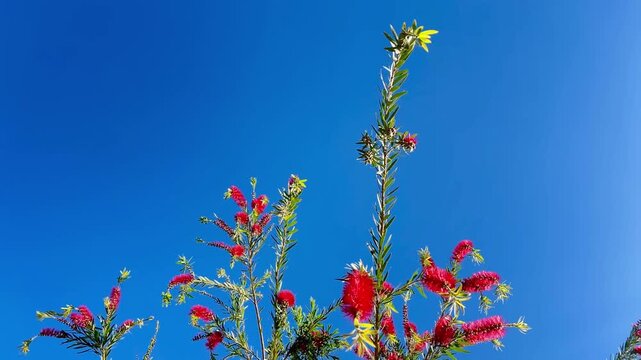 Red Bottlebrush Flowers on Tree Against Clear Blue Sky &ndash; Vibrant Nature Scene
