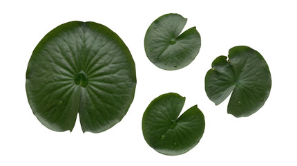 High-quality photograph of four vibrant green water lily leaves, featuring clear water droplets.