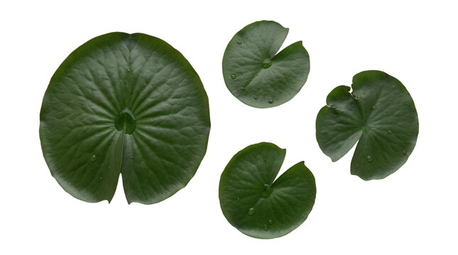 High-quality photograph of four vibrant green water lily leaves, featuring clear water droplets.