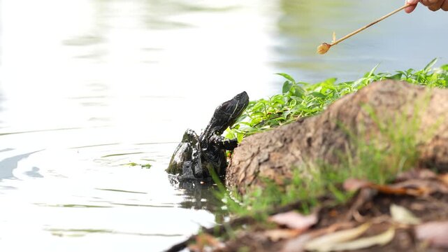 Turtle in pond near rock and green plant, water turtle shell on shoreline, hand offer food with stick for calm nature scene