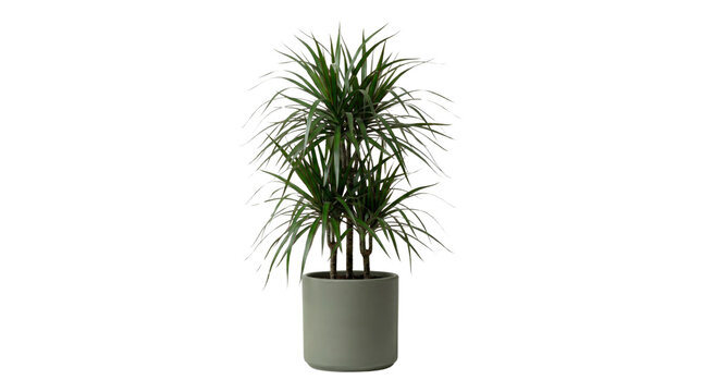 Tall dracaena marginata plant in grey ceramic pot