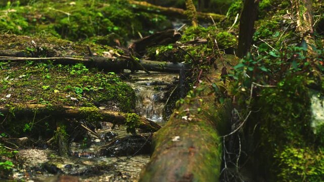 Small stream flowing through dense mossy forest wilderness