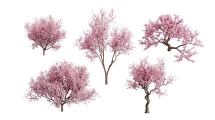 Collection of beautiful cherry blossom trees in full bloom, symbolizing spring, renewal, and delicate beauty photograph. © Christine