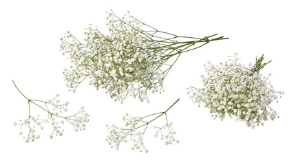 Obraz premium Vibrant white baby's breath flowers in lush bunches, a detailed botanical photograph.
