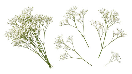 Vibrant white baby's breath flower sprigs and bunches, a detailed botanical photograph. © Christine