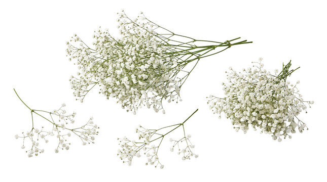 Vibrant white baby's breath flowers in lush bunches, a detailed botanical photograph.