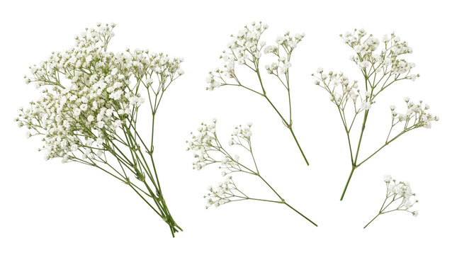 Vibrant white baby's breath flower sprigs and bunches, a detailed botanical photograph.