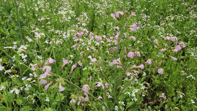 Radish (raphanus sativus) plants flowering in a farming field in April