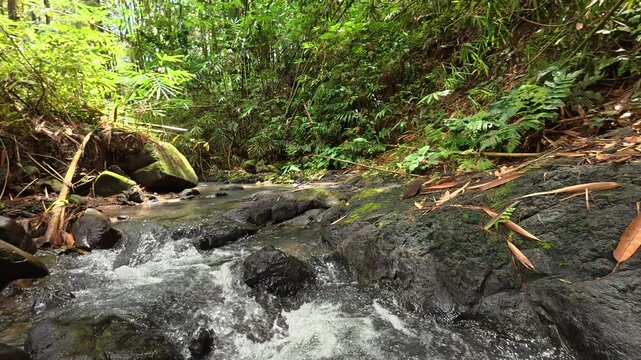 Close-up of clear forest river water with natural warm lighting
