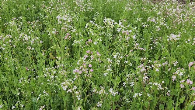 Radish (raphanus sativus) plants flowering in a farming field in April