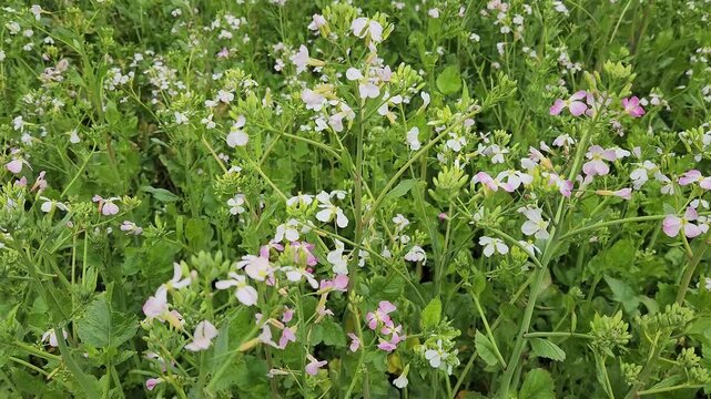 Radish (raphanus sativus) plants flowering in a farming field in April