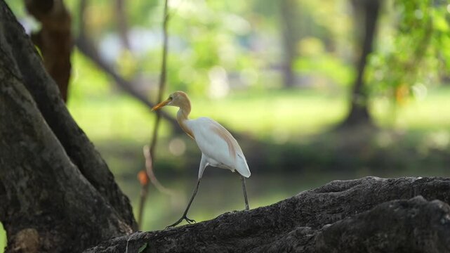 White egret bird on tree trunk and rock in green park wetland with soft light, wildlife nature scene, bokeh background