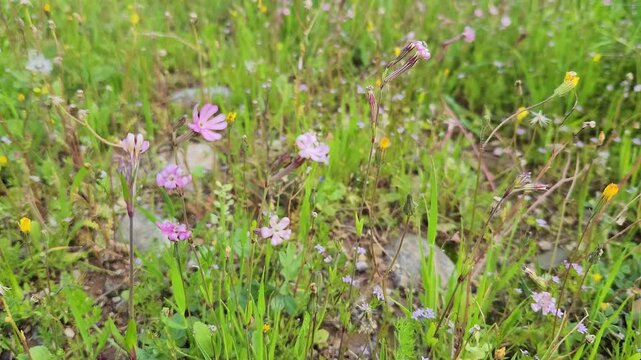 Egyptian campion or Egyptian catchfly (Silene aegyptiaca), a species of flowering plant in the family Caryophyllaceae, can be found across the Middle East