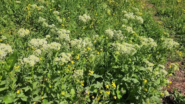 Radish (raphanus sativus) plants flowering in a farming field in April