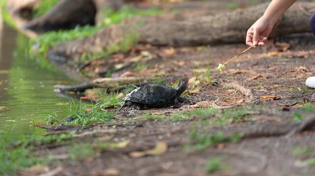 Turtle near pond on forest ground hand feeding wildlife animal with stick on muddy shore, calm reptile water edge