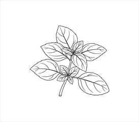 Fototapeta premium Line drawing of basil plant with fresh green leaves and stem