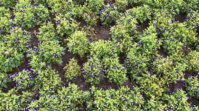 Close up video of purple and white torenia flowers with green leaves forming vibrant floral garden texture