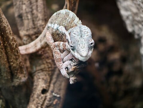 Detailed chameleon with muted backdrop. Close shot of textured chameleon in natural environment