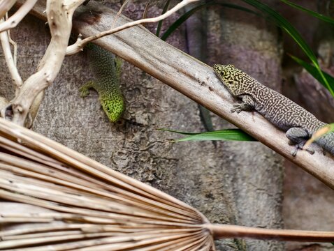 Lizards on wall. Two monitor lizards resting on wall with dried palms and stones in arid sunlight