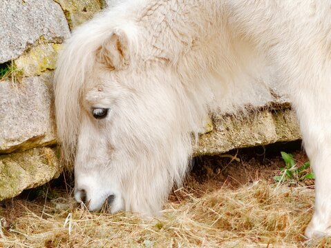 Tranquil pony munching in gentle light. Peaceful horse quietly grazing among soft straw and hay