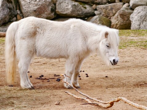 Calm tethered horse. Tranquil farm environment showcasing patient white pony secured on natural ground