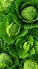 Fototapeta premium Green cabbage growing in a vegetable garden viewed from above during mid-day in a close-up shot with high detail