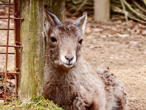 Young sheep resting. Adolescent mouflon sheep peacefully resting amidst mossy surroundings in forest