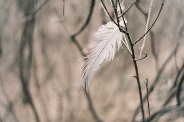 Soft white feather suspended on a dark twig within a textured, grainy woodland environment. © Taras