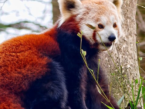 Treedwelling red panda observing surroundings. Red panda sits peacefully on branch with gentle gaze
