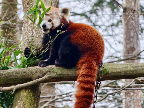 Peaceful red panda seated with gentle expression. Serene red panda resting on branch with tranquil look