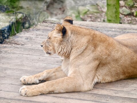 Serene feline repose. Calm lioness gently reclining on wooden platform within tranquil zoo habitat