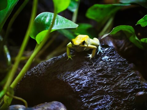 Vivid amphibian atop damp stone. Bright yellow frog sitting on wet stone beneath leafy illumination
