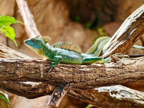 Lizard on branch. Vivid juvenile basilisk with crest and glossy leaves in sunlit rainforest setting