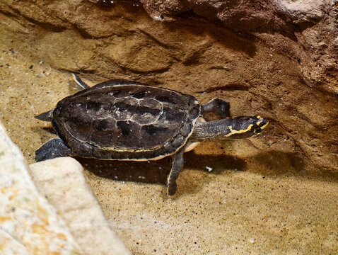 Sunlit turtle with textured shell and markings. Serene turtle resting on rocks near water in sunlight