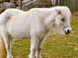 White mare rests beneath autumnal sky. Serene horse with windblown mane and cozy coat in open field © Vladimir