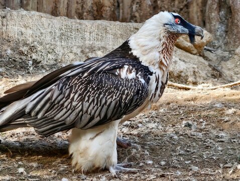 Bearded vulture standing confidently on simple dirt with contrasting feathers and natural enclosure background