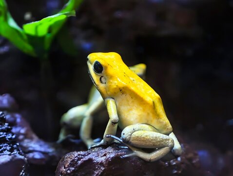 Colorful frog on moist terrain. Luminous yellow amphibian seated on wet leafy ground in exhibit
