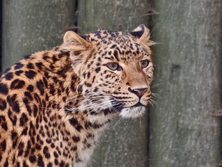 Calm leopard surveys environment with focus. Relaxed feline keeps watch on its habitat attentively © Vladimir