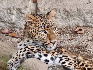 Fototapeta premium Peaceful wild feline is depicted lounging thoughtfully with distinct markings and keen awareness