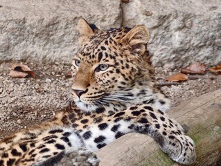 Obraz premium Leopard resting quietly. Serene wild leopard lying on rock with attentive eyes and beautiful coat patterns