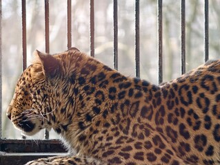 Captive wild feline gazes deeply through barriers pondering liberty and conservation messages © Vladimir