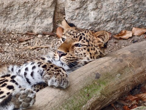 Calm leopard with watchful eyes. Serene wildcat with textured coat lying across rocky habitat
