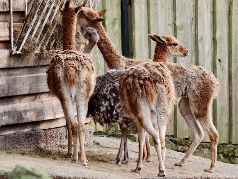 Group of creatures progresses along rustic fencelined pathway demonstrating social and behavioral patterns
