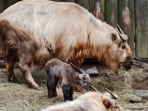 Wildlife scene of takin family. Observing peaceful interaction of takin mother and calf in habitat