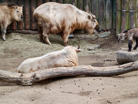 Animals congregated calmly in quiet enclosure. Group of takins relaxing under soft daylight atmosphere