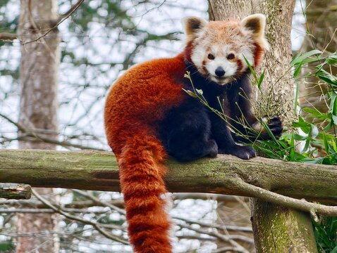 Young red panda exploring surroundings. Juvenile red panda exhibiting curiosity and agility outdoors