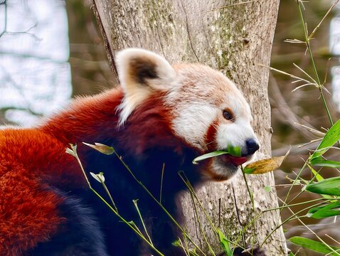 Red panda surveys forest surroundings. Elevated red panda with sharp gaze in lush forest setting