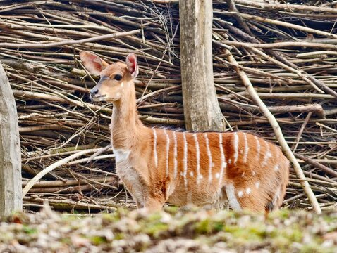 Lone antelope standing alert in dried forest environment with soft sunlight highlighting its fur